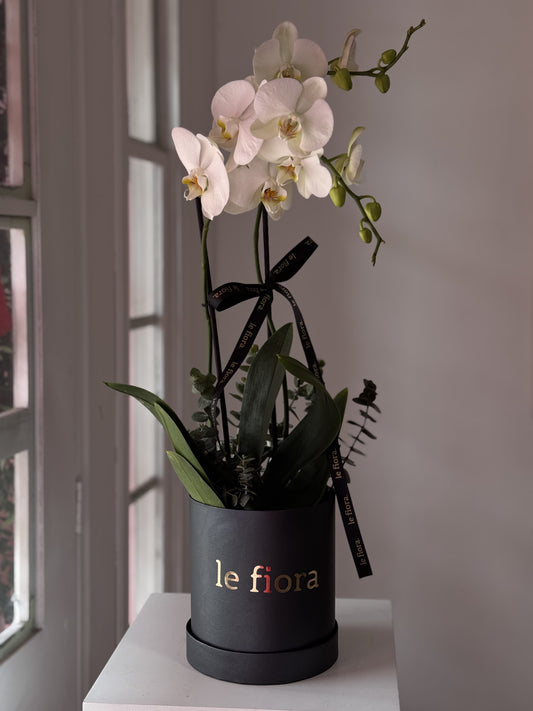 orquídea fúnebre